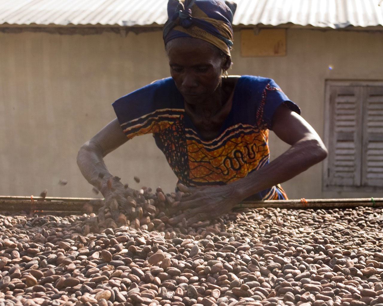 drying cocoa in the sun