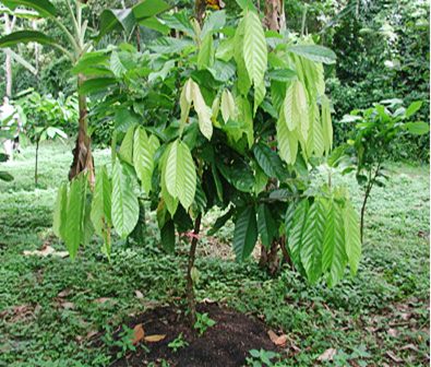 Using coffee mulch