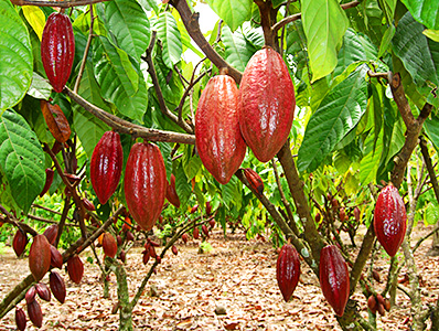 Cocoa in Indonesia