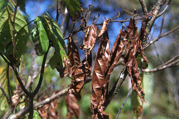 Witches' Broom disease, Brazil